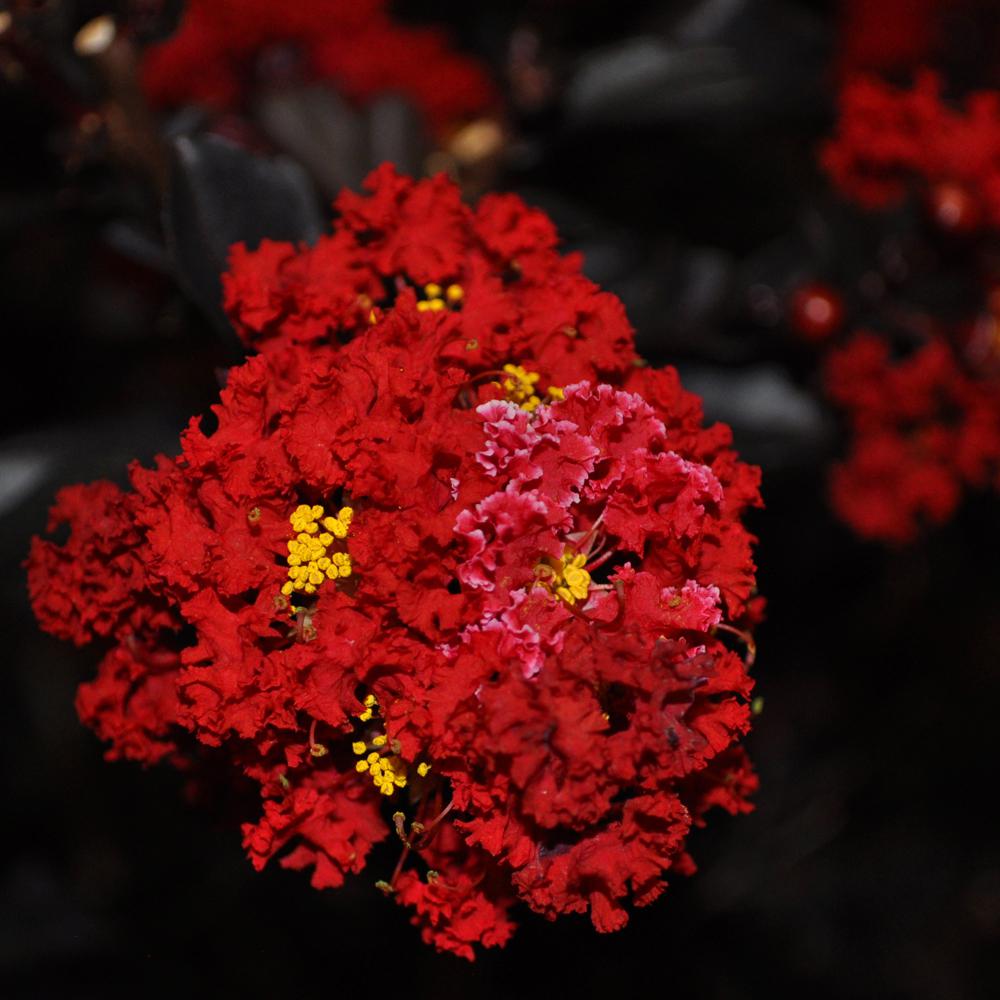 Mea Nursery Black Diamond Best Red E Myrtle Dormant Packaged Mea Nursery Black Diamond Best Red E Myrtle Dormant Packaged Tree