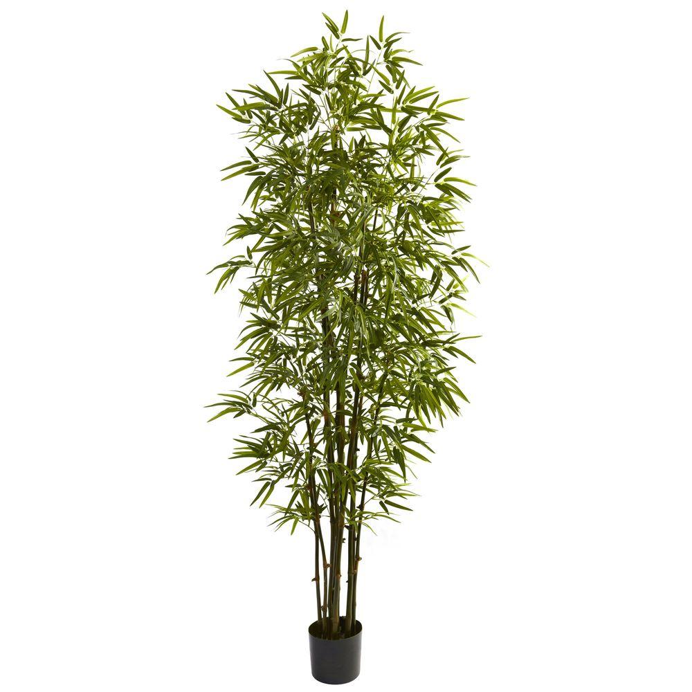 Home Depot Bamboo Plants Plant Ideas