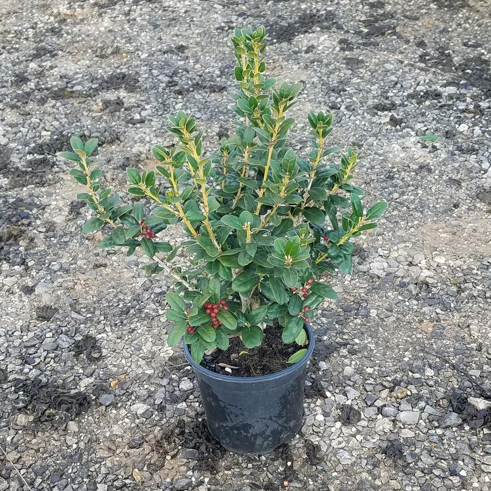 2.5 Qt. Dwarf Burford Holly (Ilex), Live Evergreen Shrub, Glossy