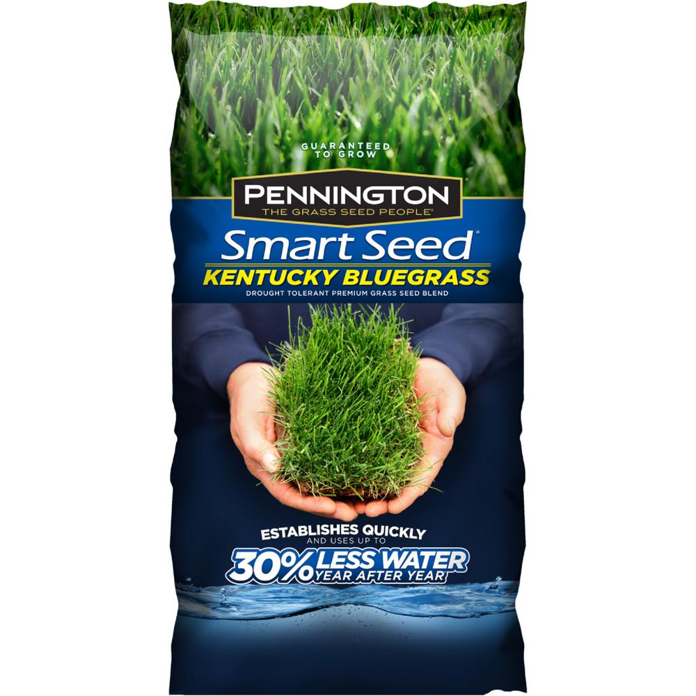 Rye Blue Grass Grass Seed Lawn Care The Home Depot