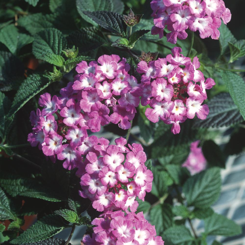 2.5 Qt. Purple and White Trailing Lantana Plant91212