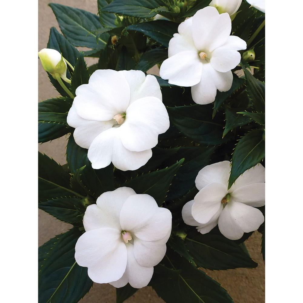 Gardenia - Shrubs - Trees 