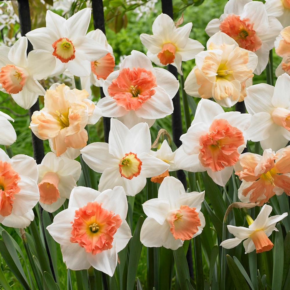 Van Zyverden Daffodils Bulbs Pink Mixture Set Of 25 21466 The Daffodils Bulbs Pink Mixture Set Of 25