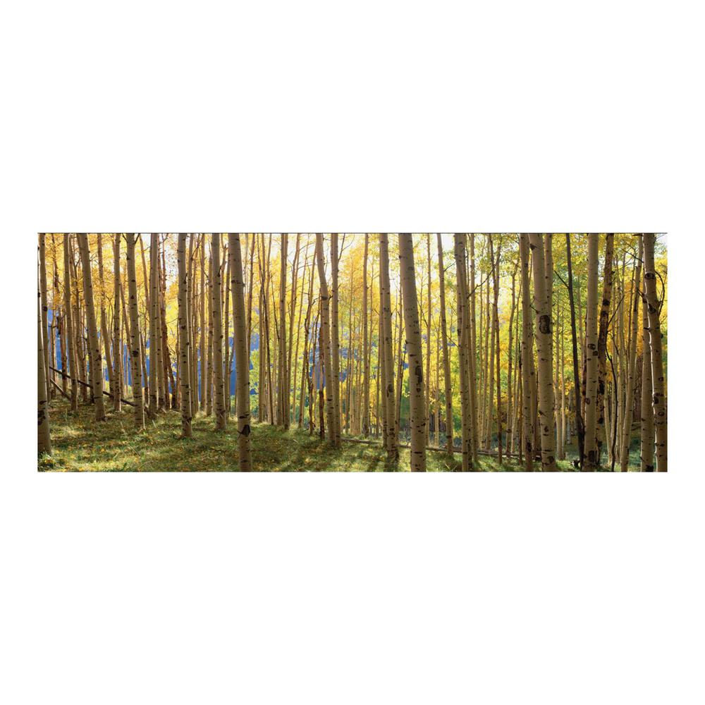 63 In X 24 Sunlit Colorado Trees Tempered Glass Wall Art