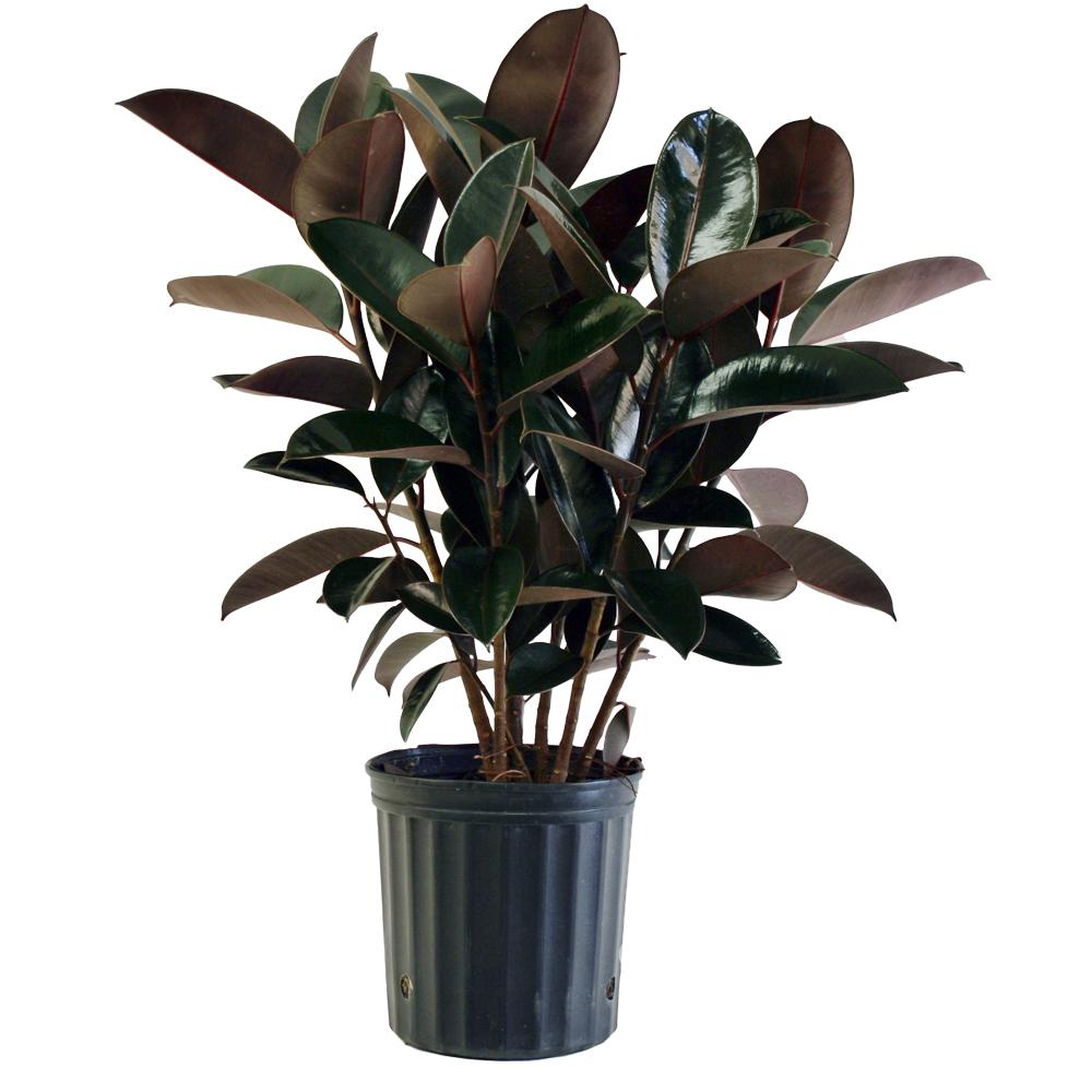 Delray Plants 8-3/4 in. Burgundy Rubber Plant in Pot ...