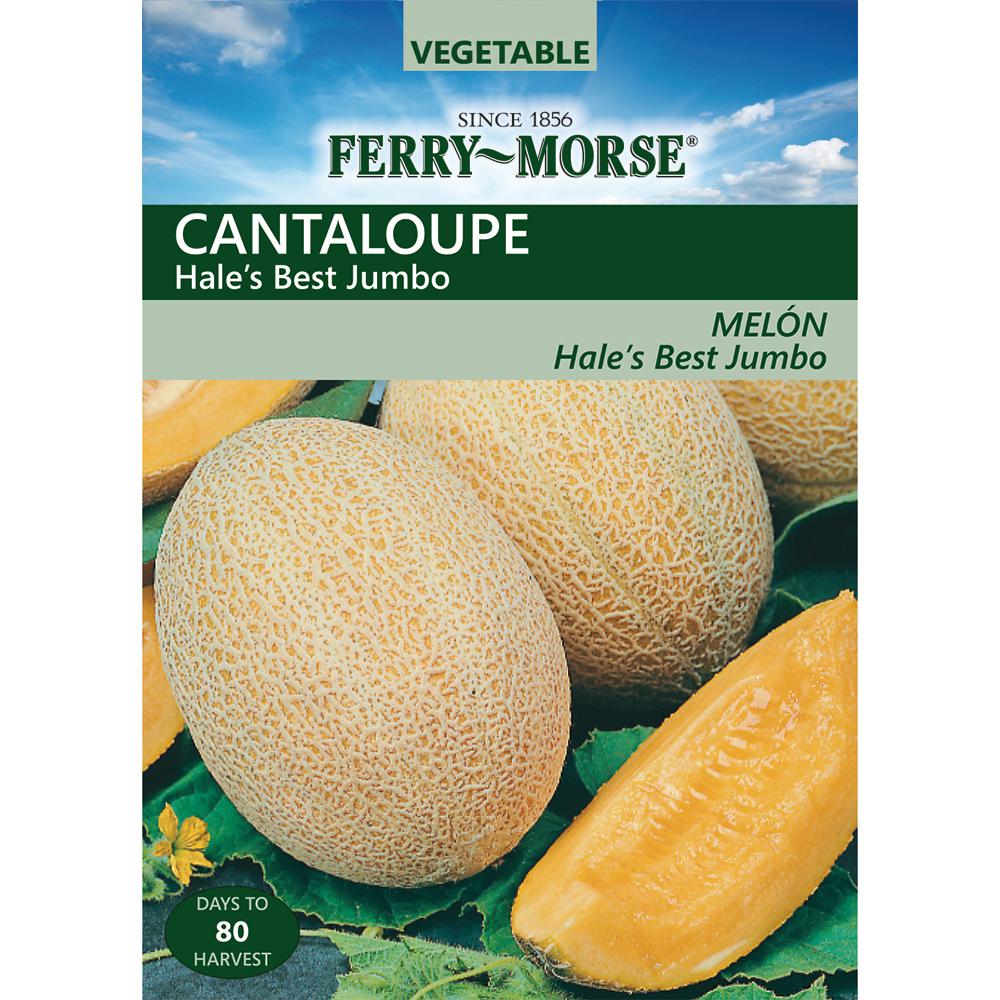 Hales Best Jumbo Cantaloupe NON-GMOFresh Garden Seeds 