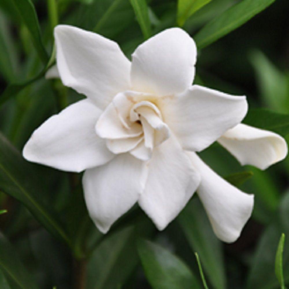Gardenia - Shrubs - Trees 