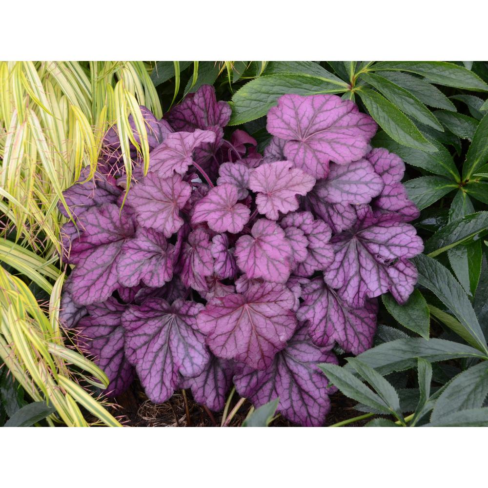Pink Perennials Garden Plants Flowers The Home Depot 4 5 In Qt Primo Wild Rose C Bells Heuchera Deep Purple Foliage