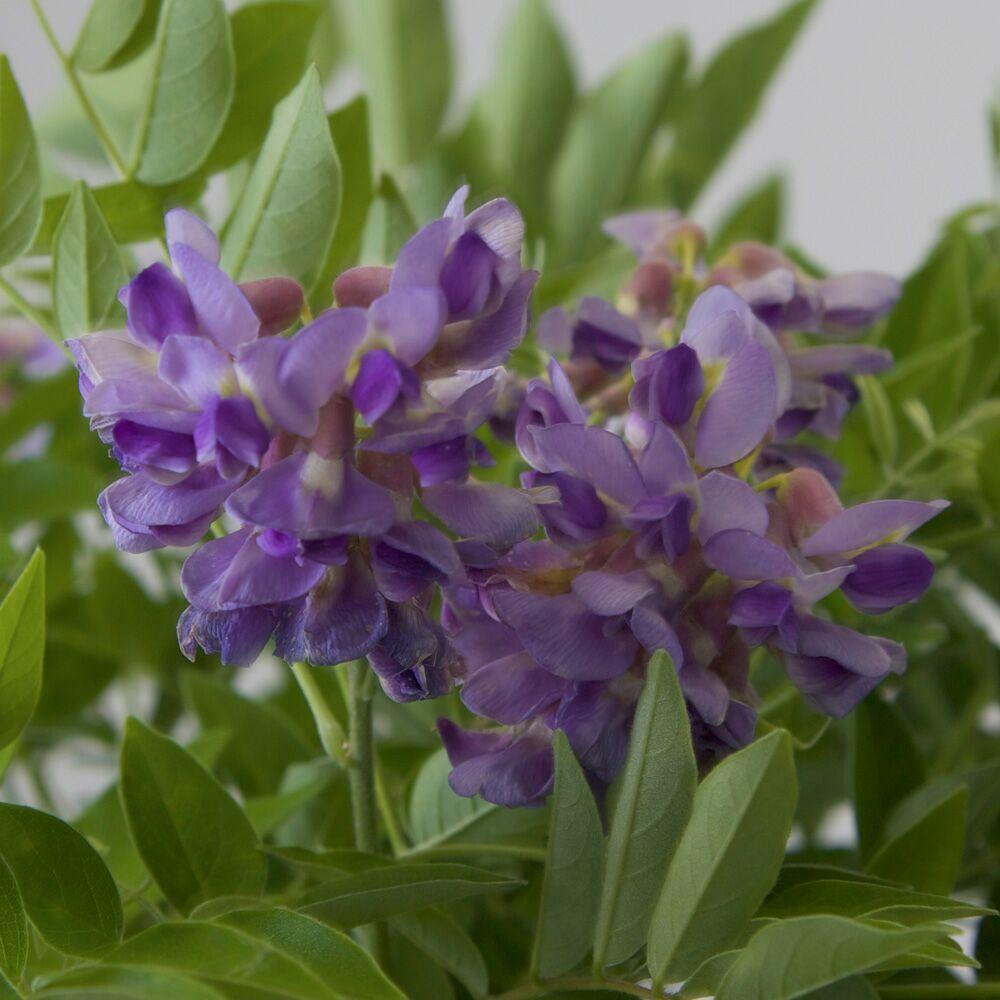 9 25 In Pot Amethyst Falls Wisteria Live Vine Plant Cers Of Lilac Purple Blooms 9 25 In Pot Amethyst Falls Wisteria Live Vine Plant Cers Of Lilac Purple Blooms