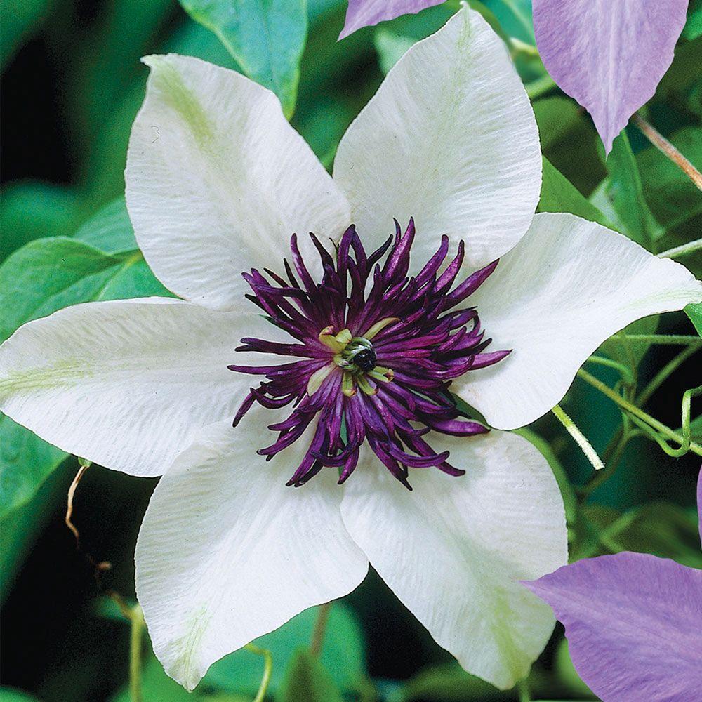 Longfield Gardens 1 Year Florida Sieboldii Clematis Bulb20000452 The