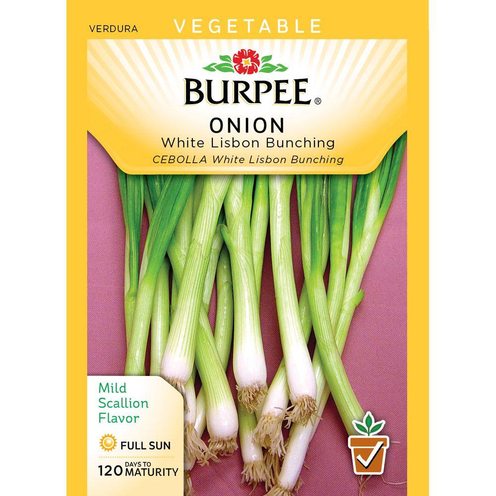 Burpee Onion White Lisbon Bunching Seed53743 The Home Depot