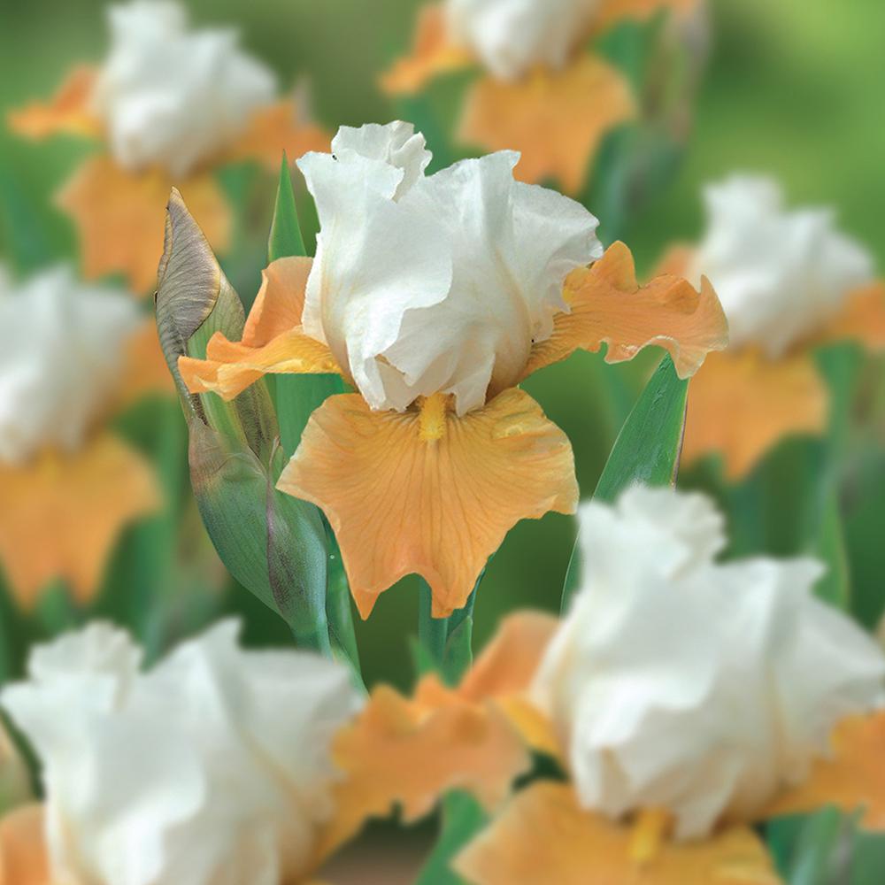 Van Zyverden Bearded Iris Bulbs Champagne Elegance Set Of 3 Roots Bearded Iris Bulbs Champagne Elegance Set Of 3 Roots