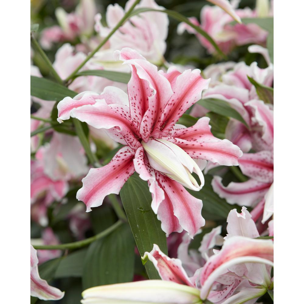 Bloomsz Award Winning Double Oriental Lily Magic Star Bulbs 3 Pack