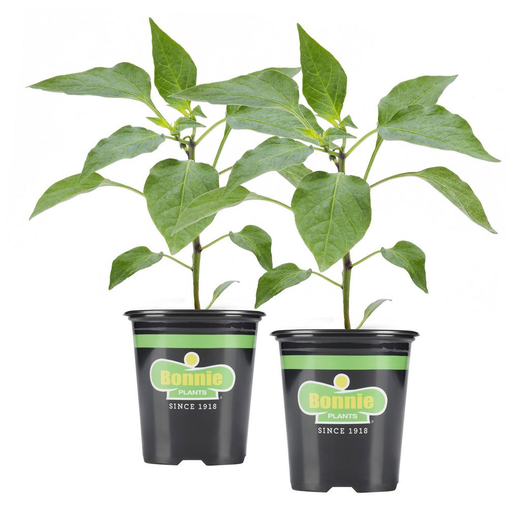 Bonnie Plants 19.3 oz. Red Bell Pepper (2Pack Live Plants