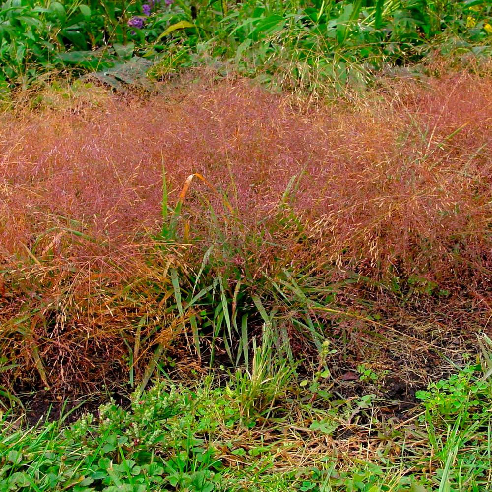 Spring Hill Nurseries Purple Love Grass (eragrostis), 2.50 Qt. Live Perennial Plant Grown In A Pot (
