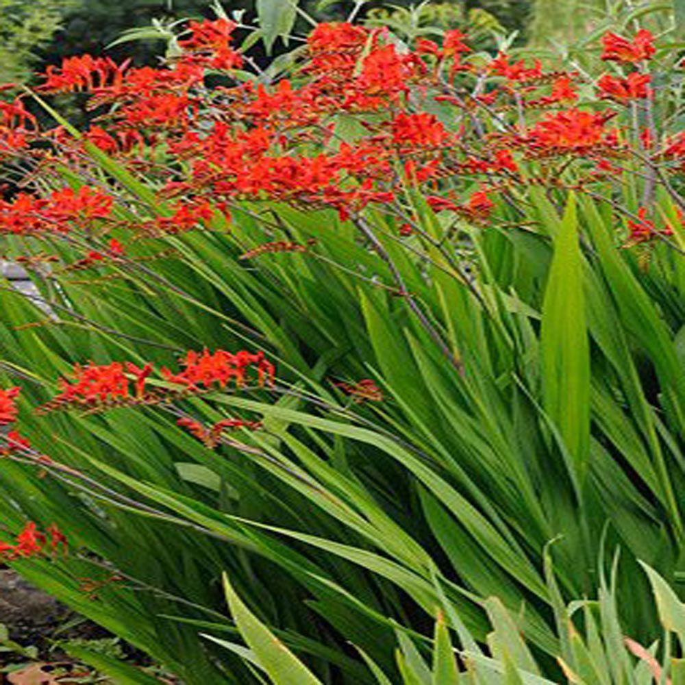 Red Perennials Garden Plants Flowers The Home Depot Lucifer Crocosmia Plant