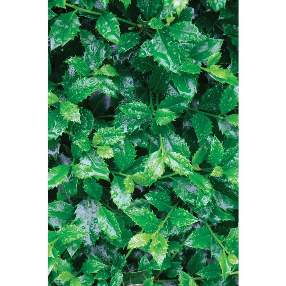 UPC 738793994359 product image for PROVEN WINNERS Castle Spire Blue Holly (Ilex) Live Evergreen Shrub, White Flower | upcitemdb.com