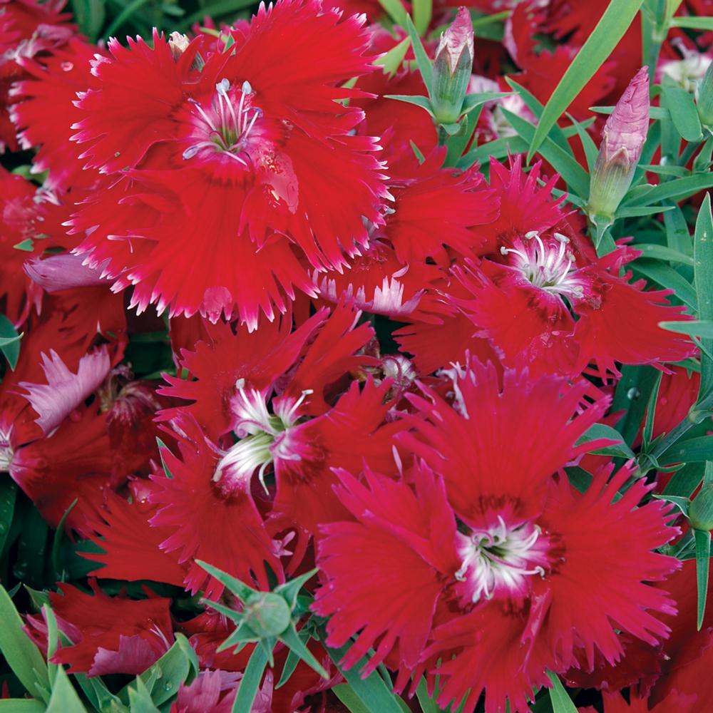 Unbranded 1 Gal. Red Dianthus Plant32921 The Home Depot