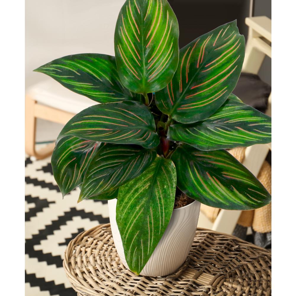 National Plant Network 4 in. Beauty Star Calathea Plant