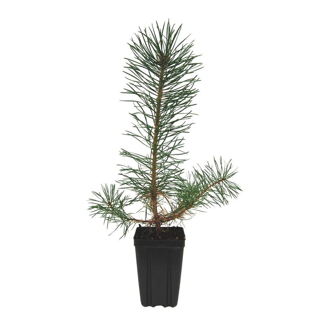 Evergreen Nursery Scotch Pine Potted Evergreen TreePINSCHAQT The