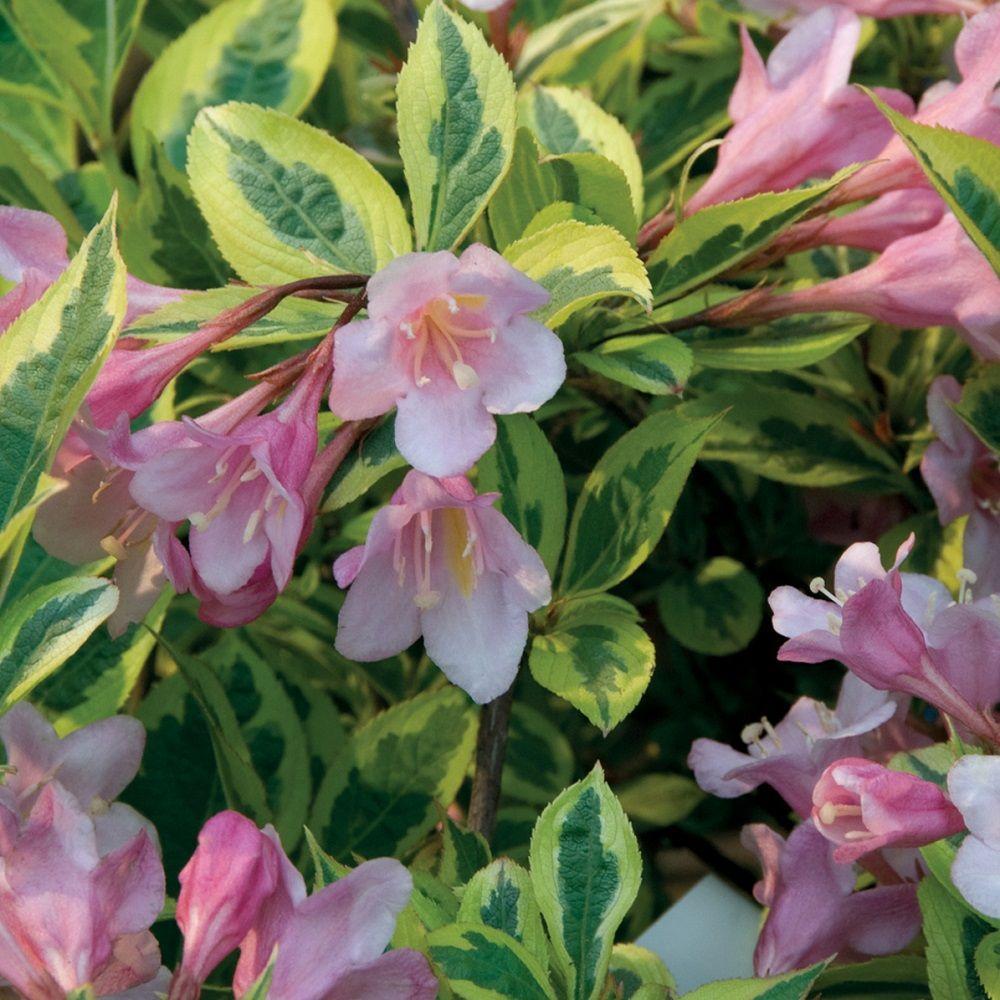 Southern Living Plant Collection 2 Gal. Rainbow Sensation Weigela, Live ...