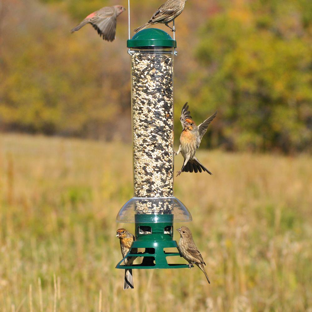 Perky Pet Squirrel Slammer Squirrel Proof Bird Feeder 3 5 Lb