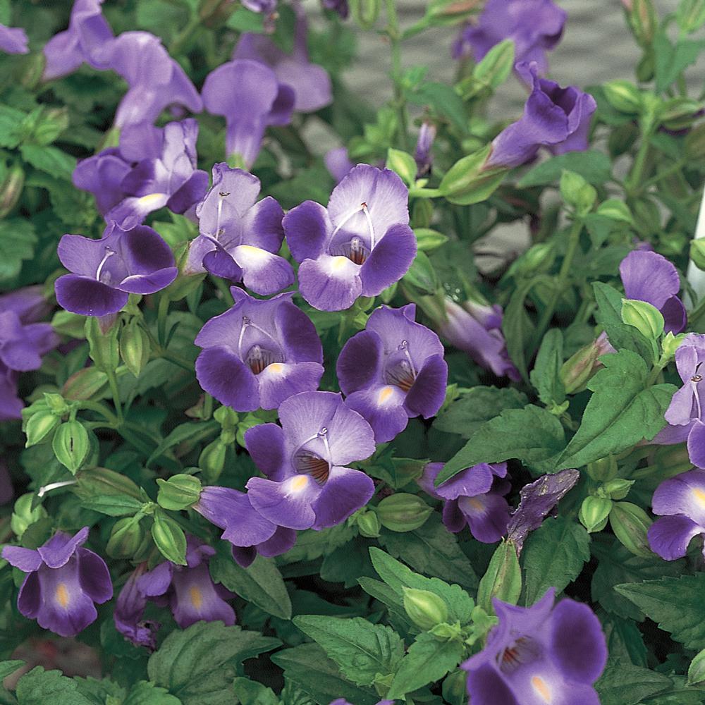 1.38Pint Purple Wishbone Flower Plant5285 The Home Depot
