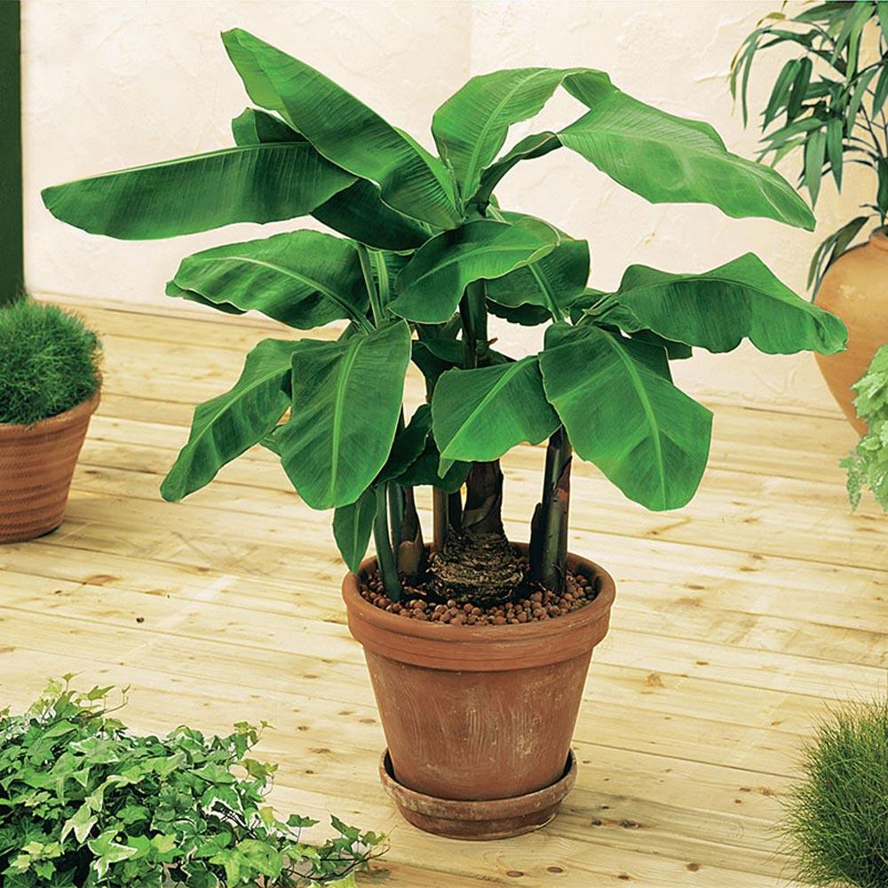 Gurney S 3 In Pot Banana Dwarf Musa Live Potted Tropical Plant Gurney S 3 In Pot Banana Dwarf Musa