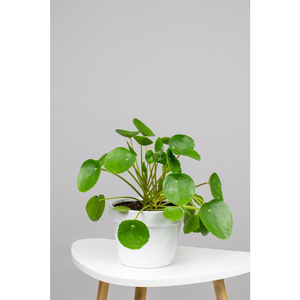 LIVELY ROOT Chinese Money Plant (Pilea Peperomioides) in 6