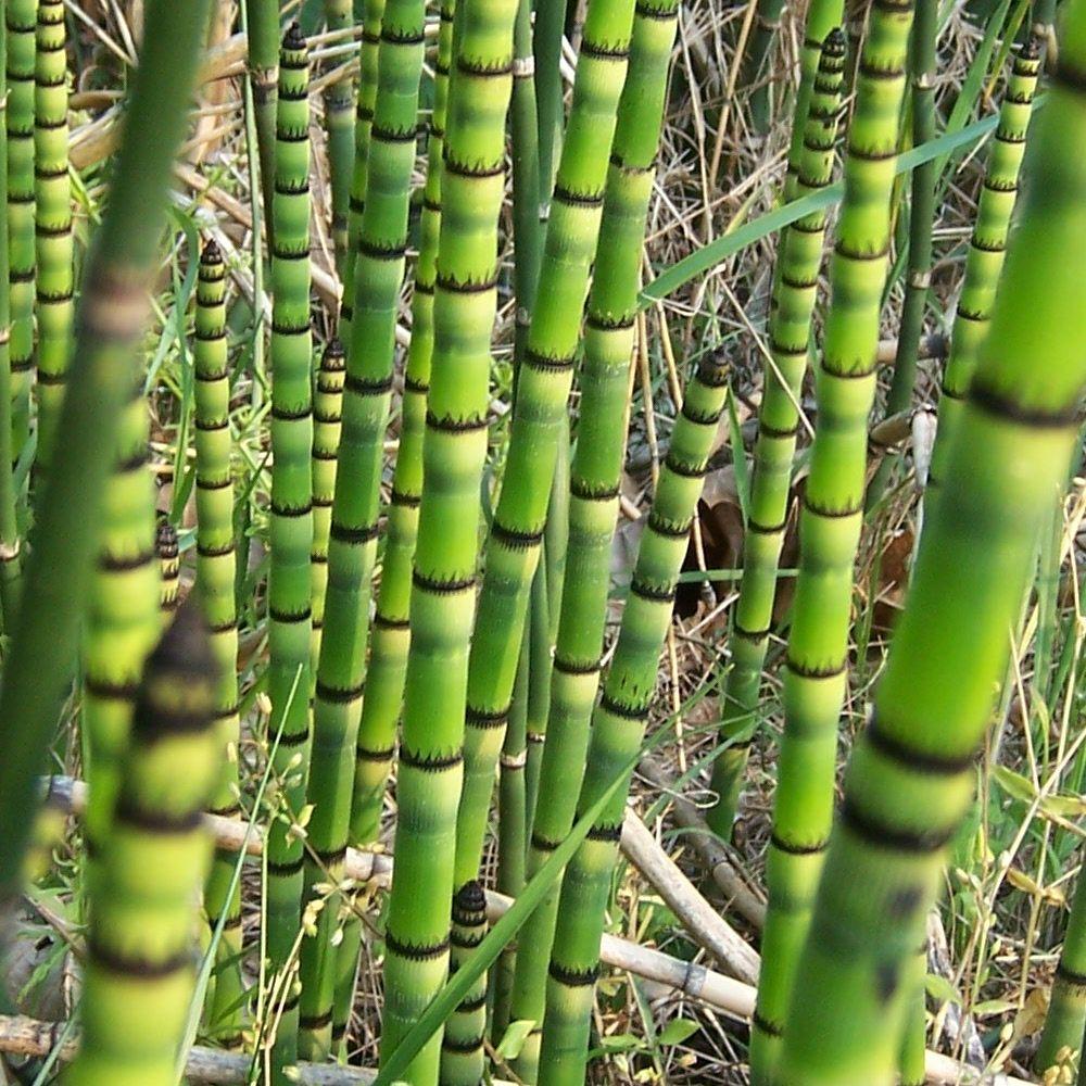 Water reed plant Idea