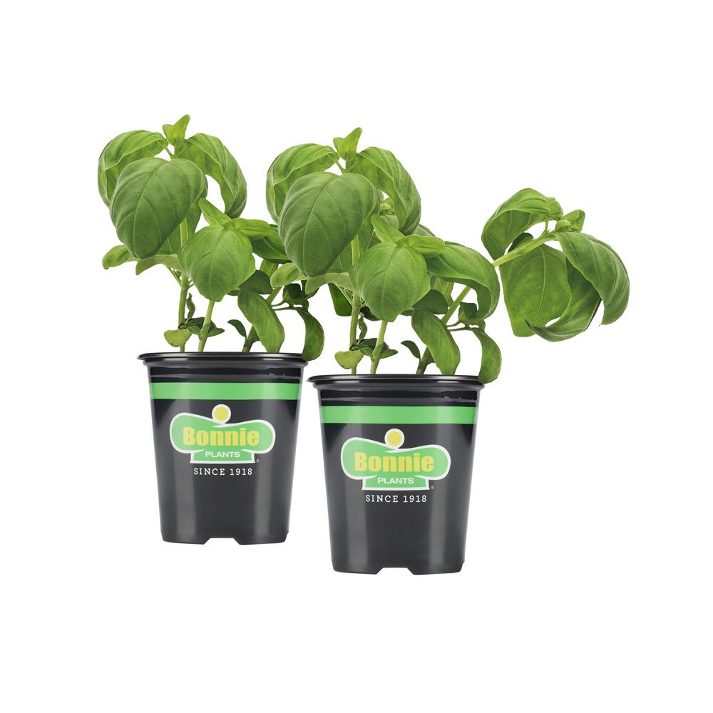 Bonnie Plants 19.3 oz. Sweet Basil (2Pack Live Plants
