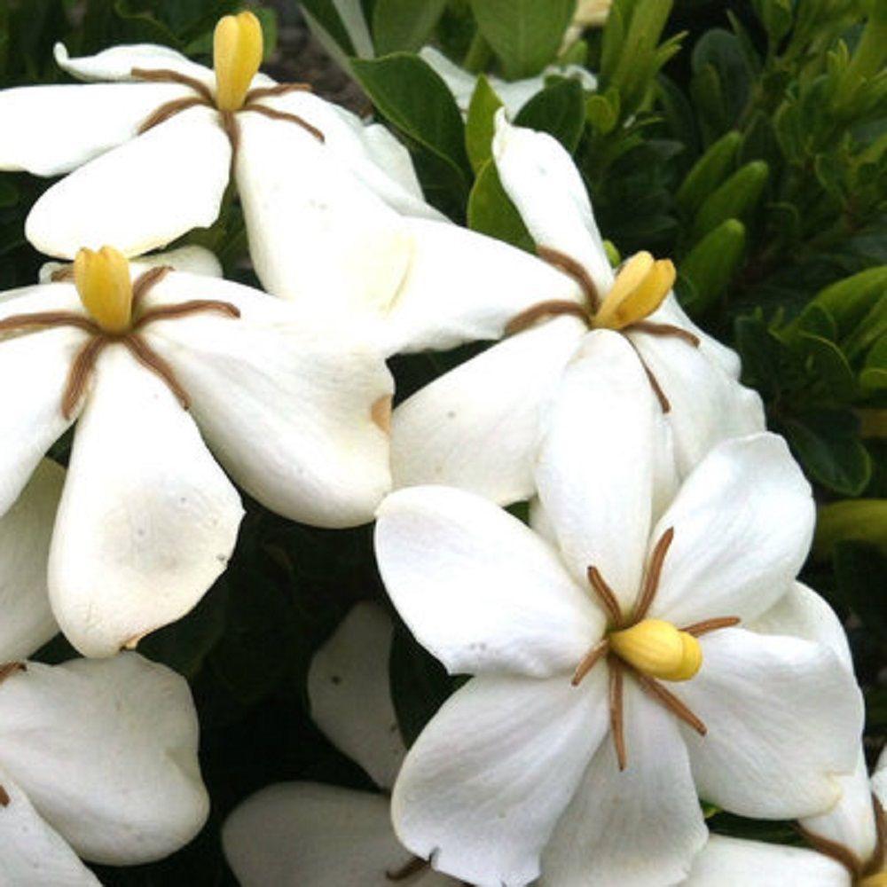 36 Evergreen Bushes Plants Garden Flowers The Home Depot