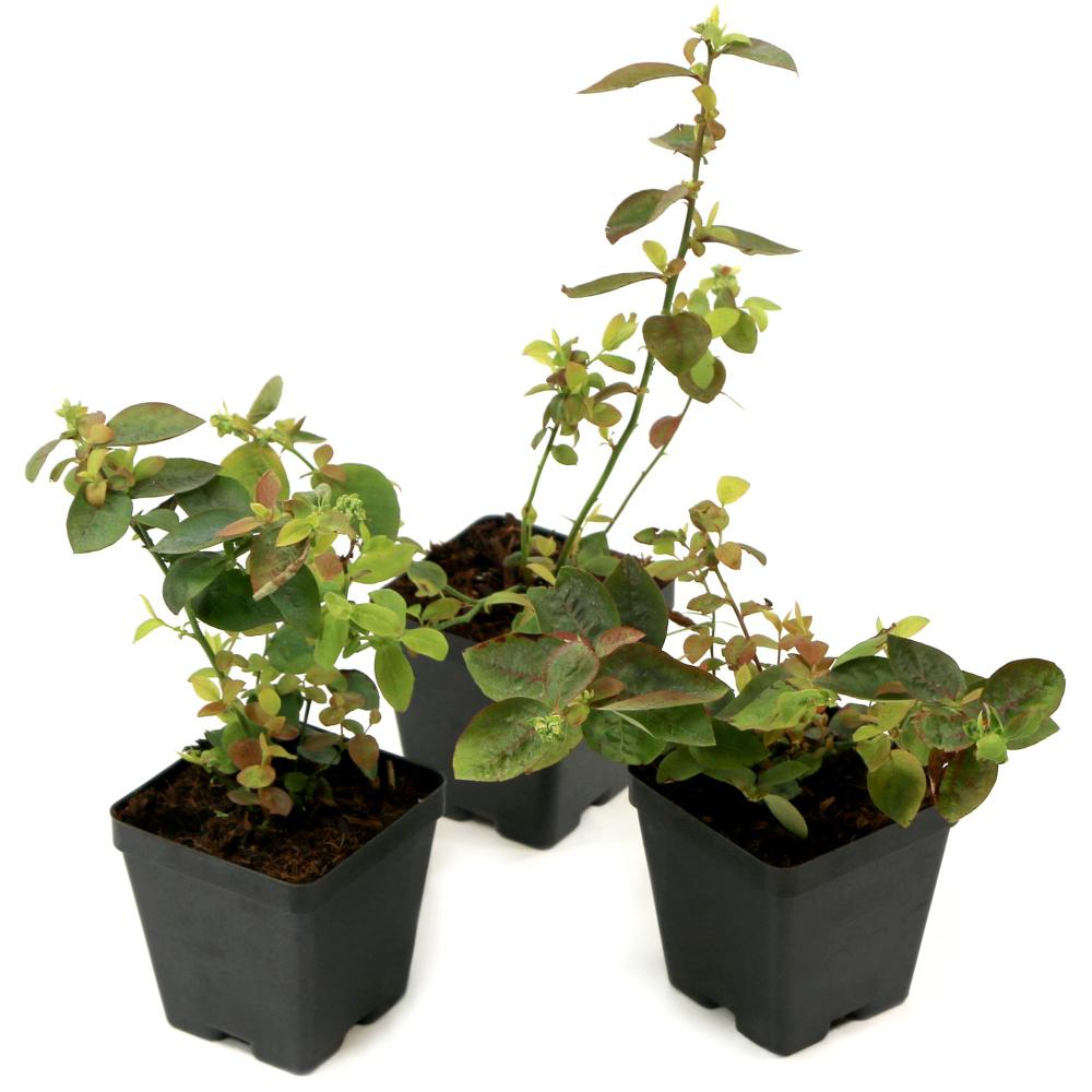 Cottage Farms Direct Bushel And Berry 3 5 In Pots Silver Dollar
