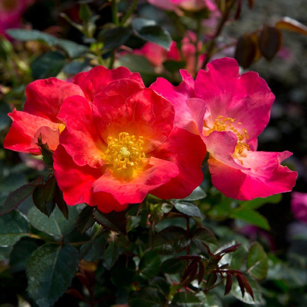 Southern Living Plant Collection 2 Gal. Fruit Punch Shrub Rose-71952 ...