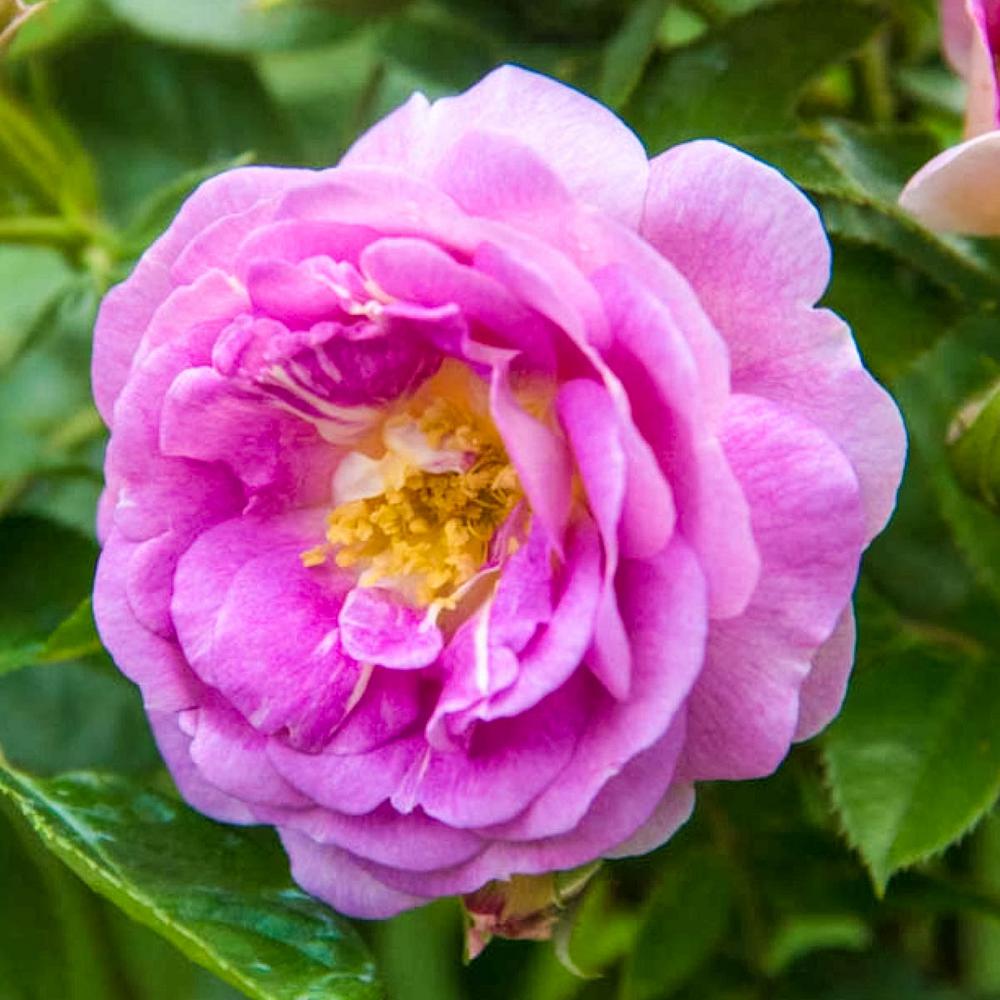 Spring Hill Nurseries 2 in. Pot Arctic Blue Floribunda Rose, Live ...