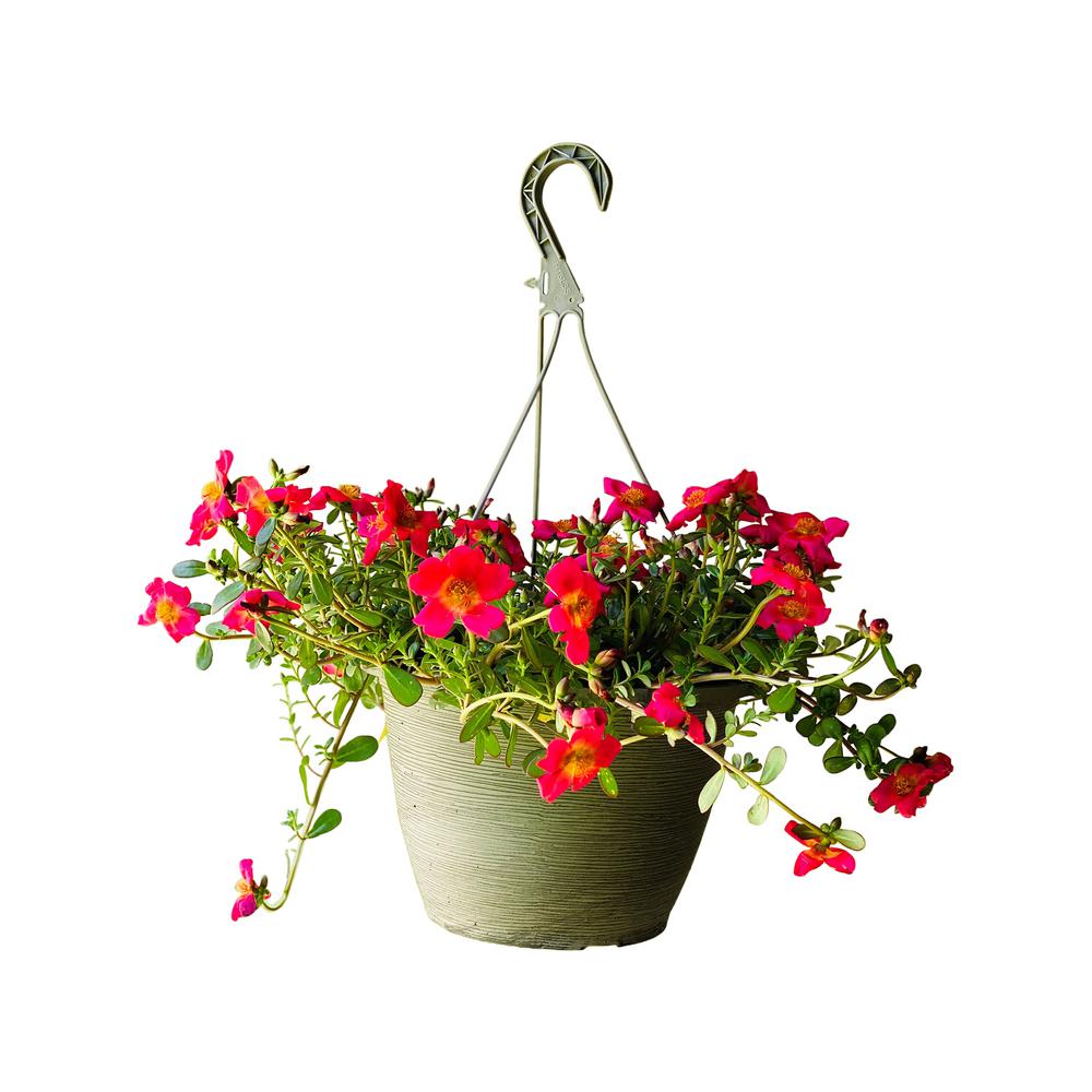 Pure Beauty Farms Purslane Plant Red Flowers in 11 In. Hanging Basket