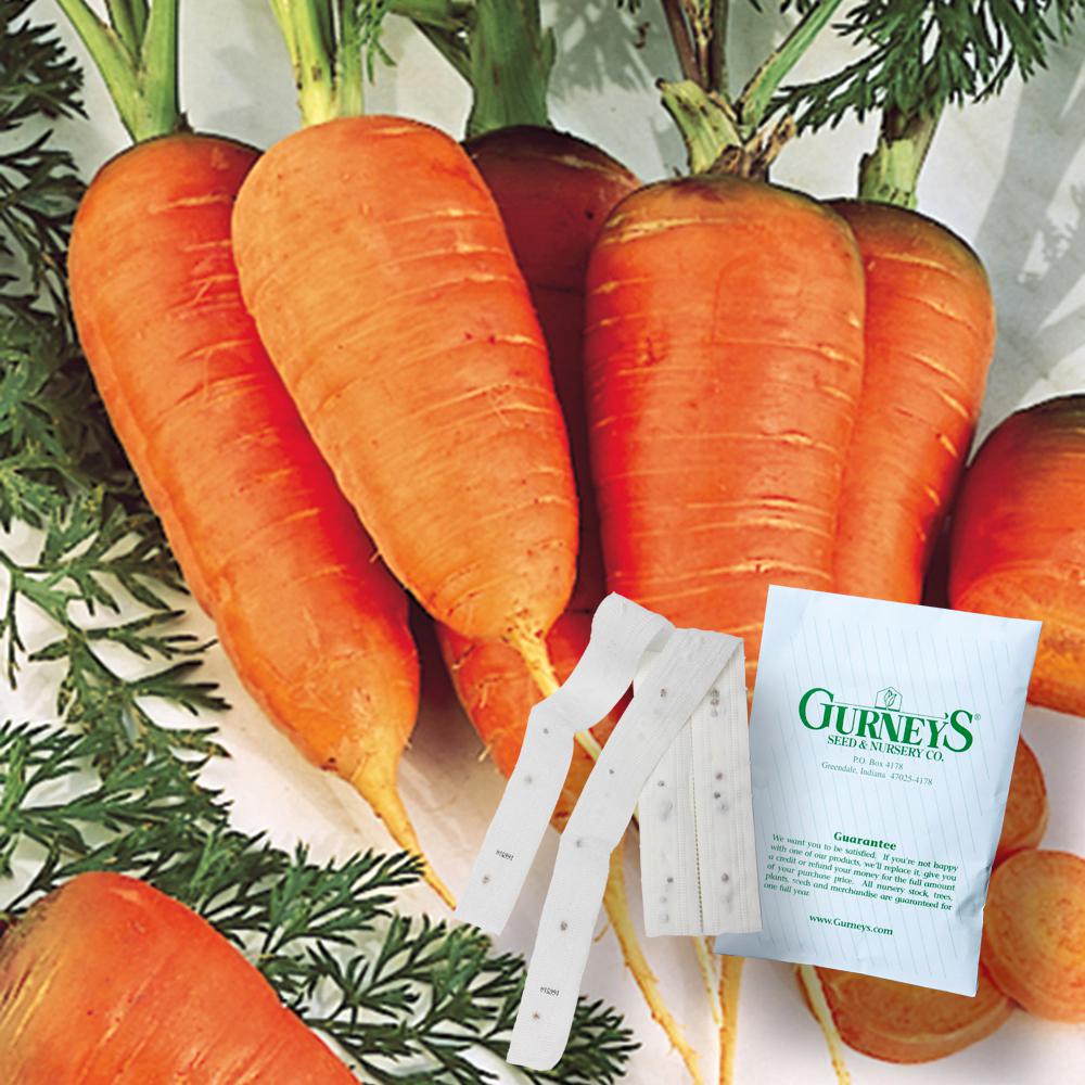 Gurney's Carrot Scarlet Nantles 15 ft. Seed Tape73439 The Home Depot
