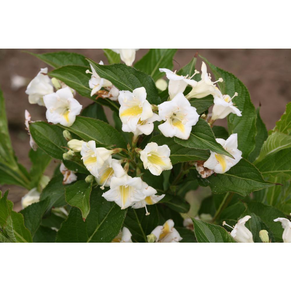 Proven Winners 4 5 In Qt Czechmark Sunny Side Up Weigela Live Shrub White And Yellow Flowers Weiprc The Home Depot