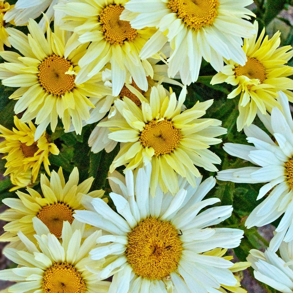 Proven Winners Amazing Daisies Banana Cream Shasta Daisy (Leucanthemum