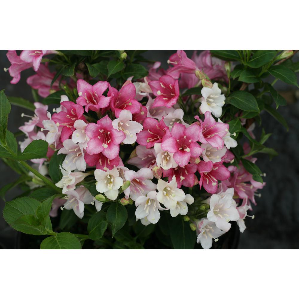 Proven Winners 4.5 Qt. Czechmark Trilogy (Weigela) Live ...