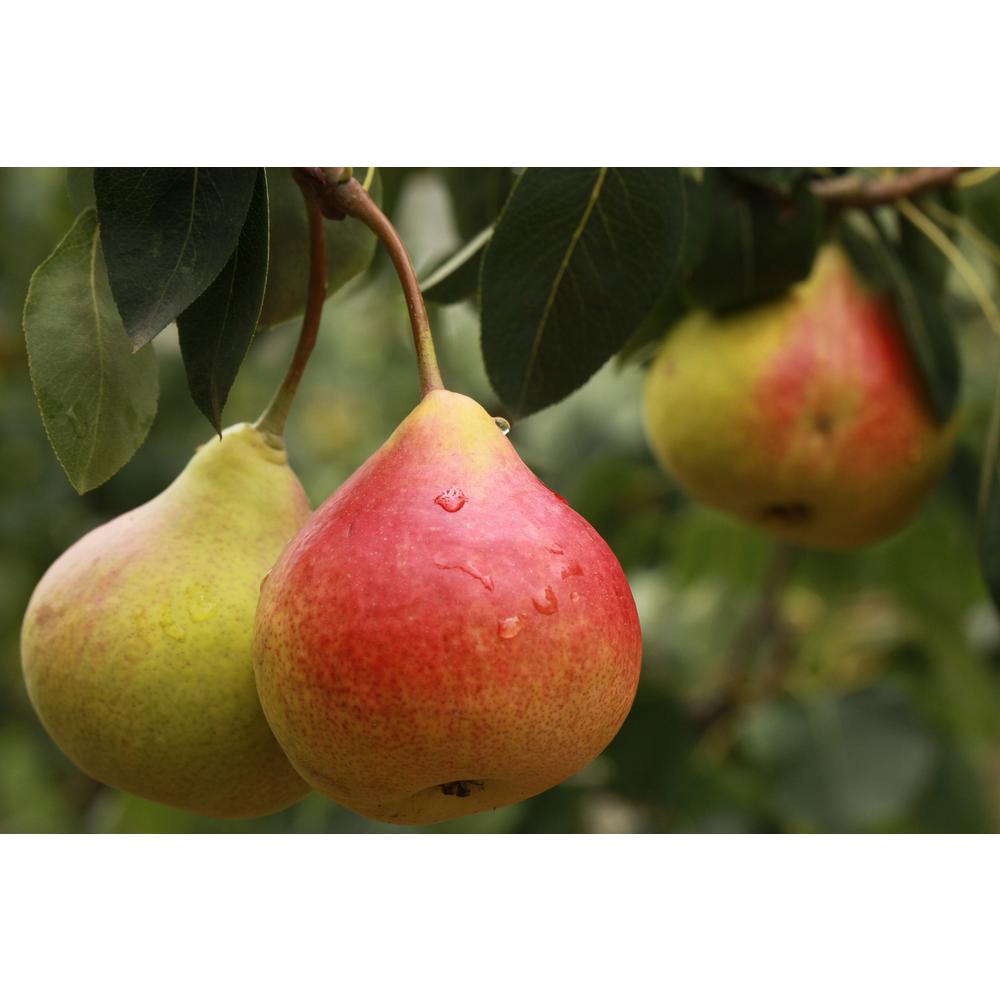 Online Orchards Dwarf Comice Pear Tree Ftpr002 The Home Depot Online Orchards Dwarf Comice Pear Tree