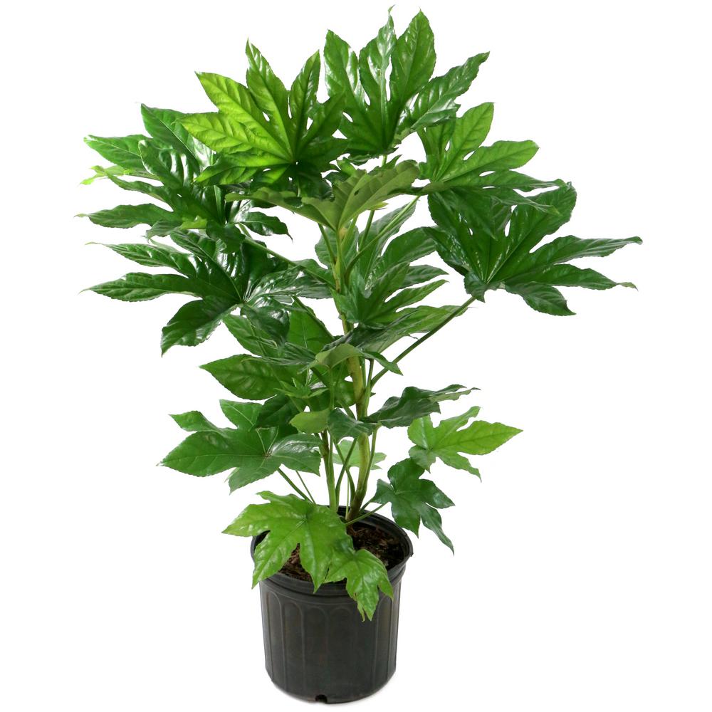 national PLANT NETWORK 2 Gal. Green Fatsia Plant in Black