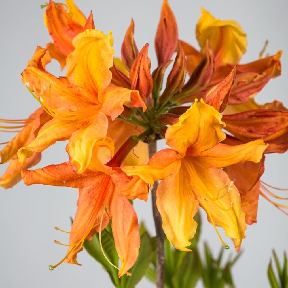 Southern Living Plant Collection 2.5 Qt. Sunbow Azalea