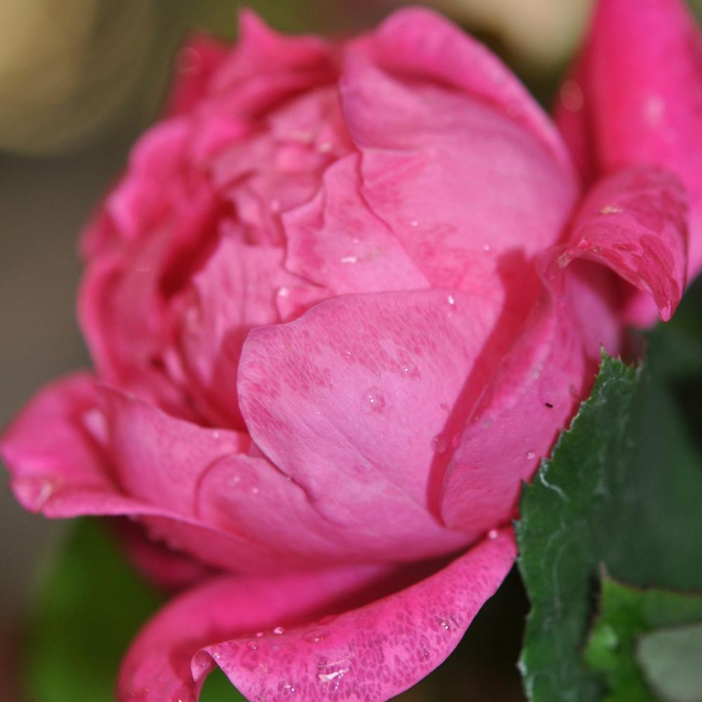 Mea Nursery Knock Out Pink Double Knock Out Shrub Rose Plant (2Pack