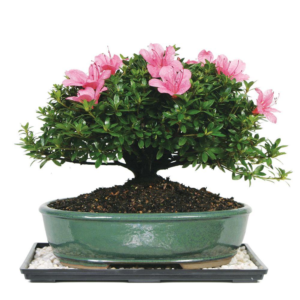 miniature azalea bonsai