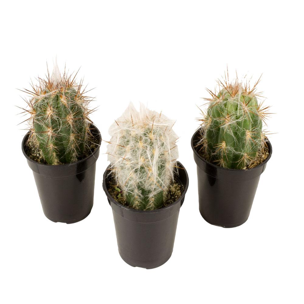 Altman Plants 3.5 in. Assorted Old Man Cactus (3Pack)0881025 The