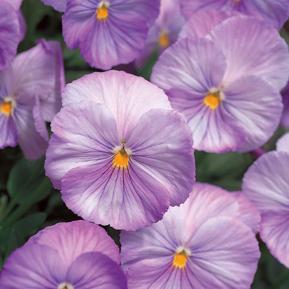1.88Pint Lavender Pansy Plant (8Pack)7690 The Home Depot