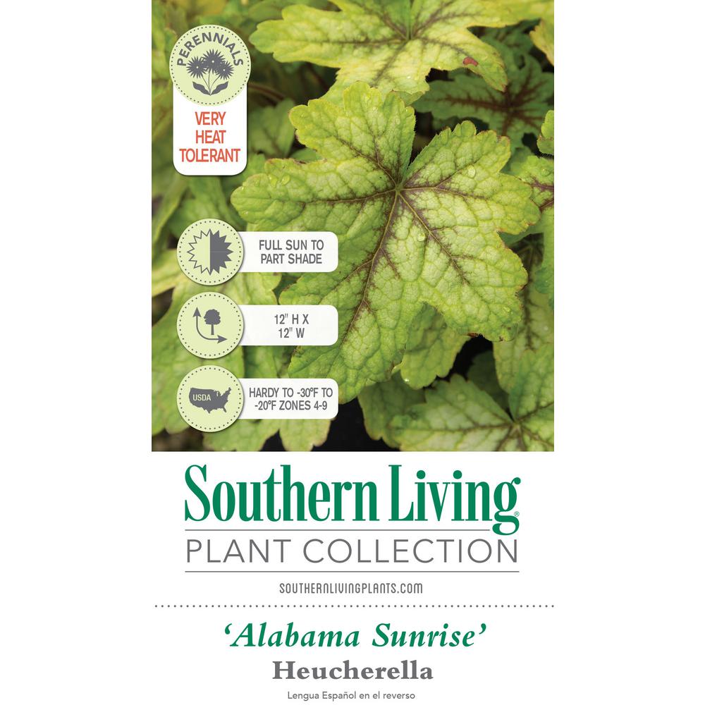 Southern Living Plant Collection 25 Qt Alabama Sunrise Heucherella Live Perennial Plant Multi Color Foliage