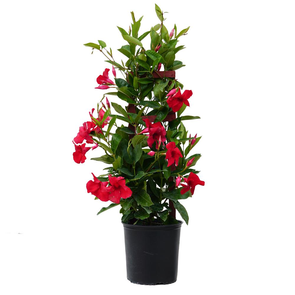 United Nursery 9.25 Grower Pot 28. in. to 30 in. Tall Mandevilla