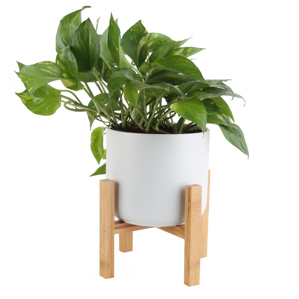 Costa Farms 6 in. Pothos Plant in Mid Century WhiteCO